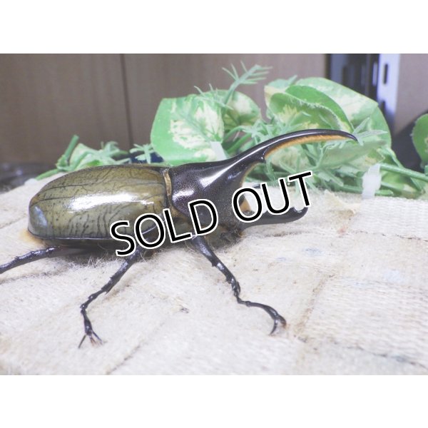 画像2: 4月22日入荷！　Dh.ヘラクレスオオカブト☆♂92ミリ新成虫単品　(7) (2)