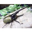 画像1: 4月22日入荷！　Dh.ヘラクレスオオカブト☆♂120ミリ新成虫単品　(2) (1)