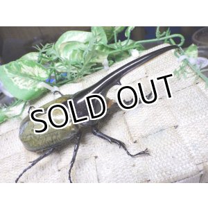 画像: 4月22日入荷！　Dh.ヘラクレスオオカブト☆♂120ミリ新成虫単品　(2)