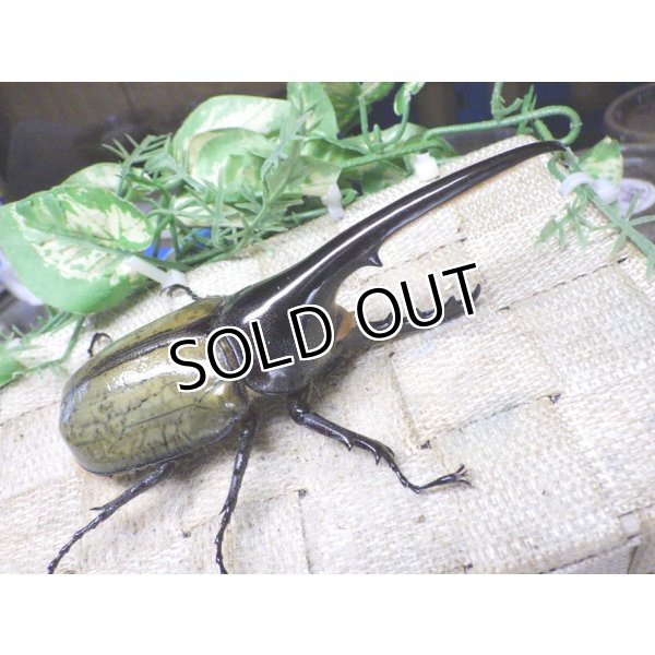 画像1: 4月22日入荷！　Dh.ヘラクレスオオカブト☆♂120ミリ新成虫単品　(2) (1)