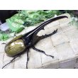 画像1: 4月22日入荷！　Dh.ヘラクレスオオカブト☆♂136ミリ新成虫単品　(5) (1)