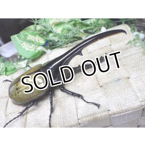 画像: 4月22日入荷！　Dh.ヘラクレスオオカブト☆♂136ミリ新成虫単品　(5)