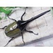 画像3: 4月22日入荷！　Dh.ヘラクレスオオカブト☆♂134ミリ新成虫単品　(4) (3)
