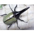 画像1: 4月22日入荷！　Dh.ヘラクレスオオカブト☆♂92ミリ新成虫単品（太め）　(6) (1)