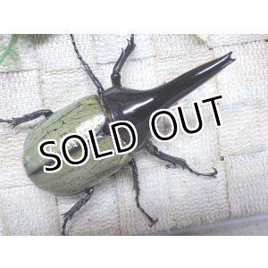 画像: 4月22日入荷！　Dh.ヘラクレスオオカブト☆♂92ミリ新成虫単品（太め）　(6)