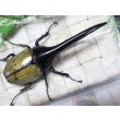 画像3: 4月22日入荷！　Dh.ヘラクレスオオカブト☆♂136ミリ新成虫単品　(5) (3)
