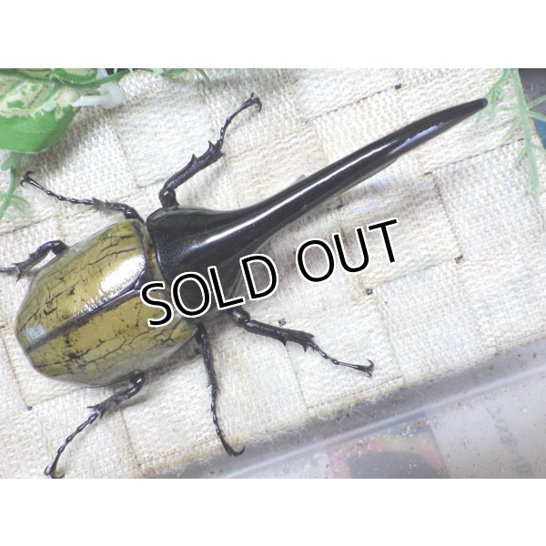 画像3: 4月22日入荷！　Dh.ヘラクレスオオカブト☆♂136ミリ新成虫単品　(5) (3)
