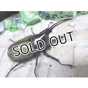 画像: 4月22日入荷！　Dh.ヘラクレスオオカブト☆♂92ミリ新成虫単品　(7)