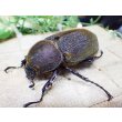 画像1: 4月22日入荷！　Dh.ヘラクレスオオカブト☆♀68ミリ新成虫単品　(8) (1)