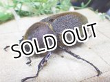画像: 4月22日入荷！　Dh.ヘラクレスオオカブト☆♀68ミリ新成虫単品　(8)