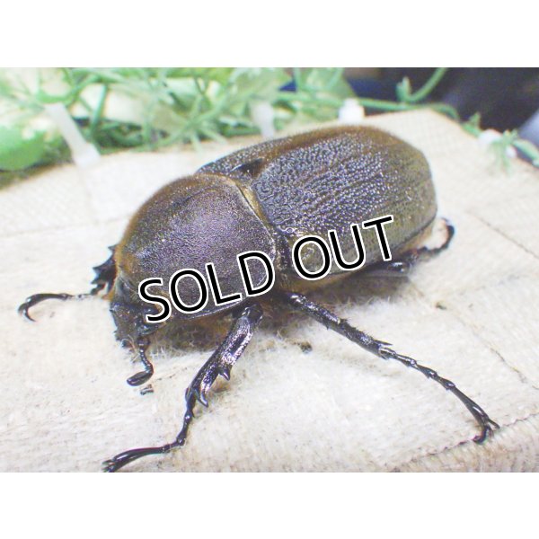 画像1: 4月22日入荷！　Dh.ヘラクレスオオカブト☆♀68ミリ新成虫単品　(8) (1)