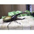 画像2: 4月22日入荷！　Dh.ヘラクレスオオカブト☆♂136ミリ新成虫単品　(5) (2)
