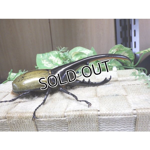 画像2: 4月22日入荷！　Dh.ヘラクレスオオカブト☆♂136ミリ新成虫単品　(5) (2)