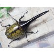 画像3: 4月22日入荷！　Dh.ヘラクレスオオカブト☆♂122ミリ新成虫単品　(3) (3)