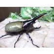 画像3: 4月22日入荷！　Dh.ヘラクレスオオカブト☆♂92ミリ新成虫単品（太め）　(6) (3)