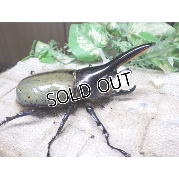 画像3: 4月22日入荷！　Dh.ヘラクレスオオカブト☆♂92ミリ新成虫単品（太め）　(6) (3)