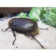 画像2: 4月22日入荷！　Dh.ヘラクレスオオカブト☆♀66ミリ新成虫単品　(9) (2)