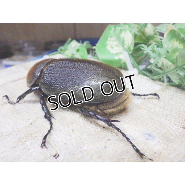 画像2: 4月22日入荷！　Dh.ヘラクレスオオカブト☆♀66ミリ新成虫単品　(9) (2)