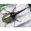 画像3: 4月22日入荷！　Dh.ヘラクレスオオカブト☆♂120ミリ新成虫単品　(2) (3)