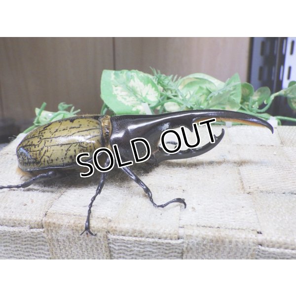 画像2: 4月22日入荷！　Dh.ヘラクレスオオカブト☆♂122ミリ新成虫単品　(3) (2)