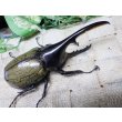 画像1: 4月22日入荷！　Dh.ヘラクレスオオカブト☆♂108ミリ新成虫単品　(1) (1)