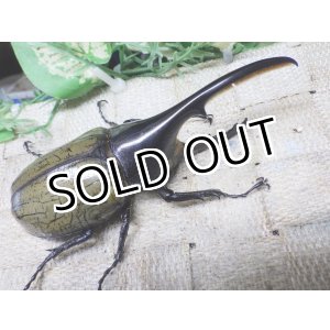 画像: 4月22日入荷！　Dh.ヘラクレスオオカブト☆♂108ミリ新成虫単品　(1)