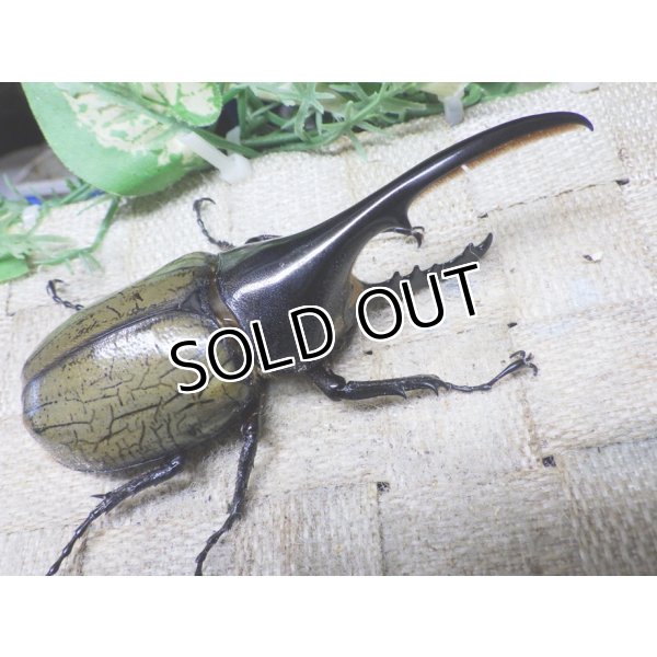 画像1: 4月22日入荷！　Dh.ヘラクレスオオカブト☆♂108ミリ新成虫単品　(1) (1)