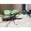 画像2: 4月22日入荷！　Dh.ヘラクレスオオカブト☆♂120ミリ新成虫単品　(2) (2)