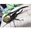 画像1: 4月22日入荷！　Dh.ヘラクレスオオカブト☆♂122ミリ新成虫単品　(3) (1)