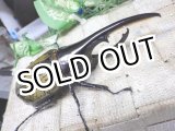 画像: 4月22日入荷！　Dh.ヘラクレスオオカブト☆♂122ミリ新成虫単品　(3)