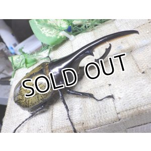 画像: 4月22日入荷！　Dh.ヘラクレスオオカブト☆♂122ミリ新成虫単品　(3)