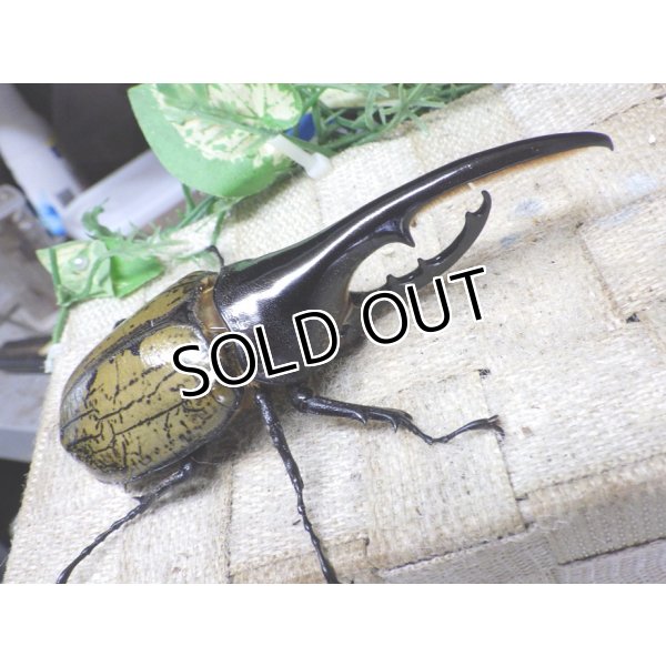 画像1: 4月22日入荷！　Dh.ヘラクレスオオカブト☆♂122ミリ新成虫単品　(3) (1)