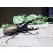 画像2: 4月22日入荷！　Dh.ヘラクレスオオカブト☆♂108ミリ新成虫単品　(1) (2)