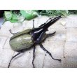 画像2: 4月22日入荷！　Dh.ヘラクレスオオカブト☆♂92ミリ新成虫単品（太め）　(6) (2)