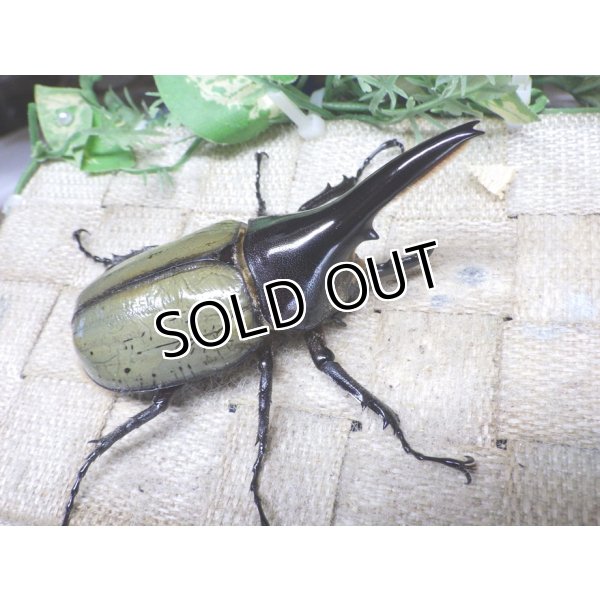 画像2: 4月22日入荷！　Dh.ヘラクレスオオカブト☆♂92ミリ新成虫単品（太め）　(6) (2)