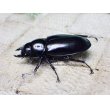 画像3: ウエストウッディ( Lower Subansiri)産☆♀38ミリ新成虫単品（2025年ブリード用） (3)