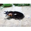 画像5: ファブリーズノコギリ亜種タカクアイ☆♂67ミリ♀37ミリ新成虫ペア (5)