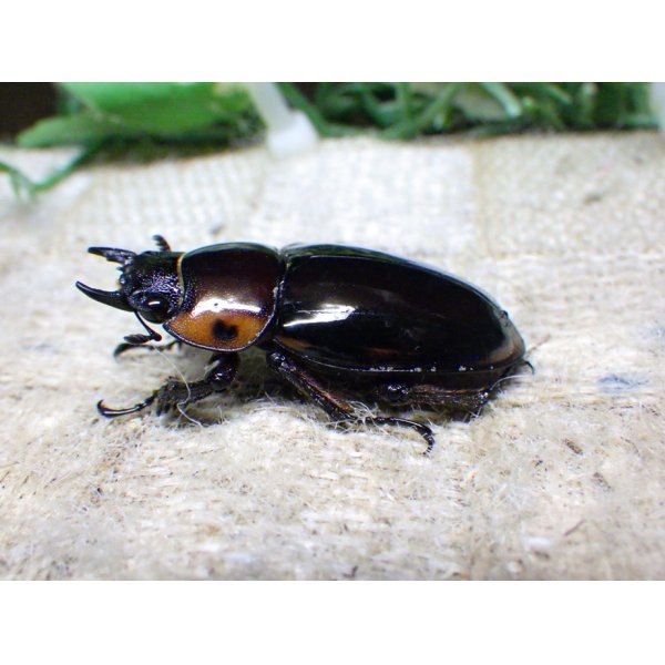 画像5: ファブリーズノコギリ亜種タカクアイ☆♂67ミリ♀37ミリ新成虫ペア (5)