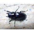 画像1: ウエストウッディ( Lower Subansiri)産☆♀40ミリ新成虫単品（2025年ブリード用） (2) (1)