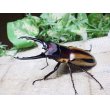 画像3: ファブリーズノコギリ亜種タカクアイ☆♂67ミリ♀37ミリ新成虫ペア (3)