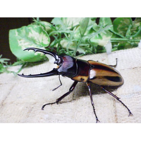 画像3: ファブリーズノコギリ亜種タカクアイ☆♂67ミリ♀37ミリ新成虫ペア (3)