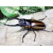 画像3: ファブリーズノコギリ亜種タカクアイ☆♂69ミリ♀38ミリ新成虫ペア (3)