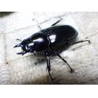 画像2:  ウエストウッディ( Lower Subansiri)産☆♀40ミリ新成虫単品（2025年ブリード用） (1) (2)