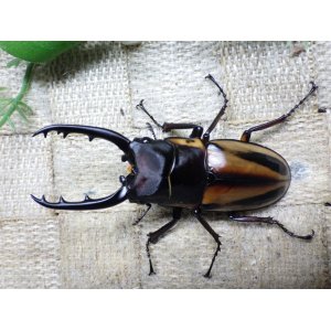 画像: ファブリーズノコギリ亜種タカクアイ☆♂69ミリ♀38ミリ新成虫ペア