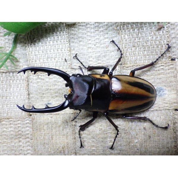 画像1: ファブリーズノコギリ亜種タカクアイ☆♂69ミリ♀38ミリ新成虫ペア (1)
