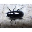 画像1:  ウエストウッディ( Lower Subansiri)産☆♀40ミリ新成虫単品（2025年ブリード用） (1) (1)