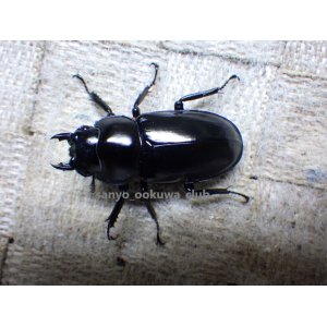 画像:  ウエストウッディ( Lower Subansiri)産☆♀40ミリ新成虫単品（2025年ブリード用） (1)
