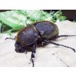 画像1: Dh.ヘラクレスオオカブト☆♀72ミリ新成虫単品 (1)