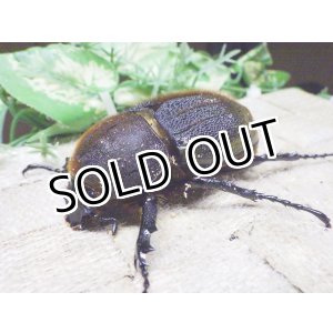 画像: Dh.ヘラクレスオオカブト☆♀72ミリ新成虫単品
