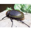 画像2: Dh.ヘラクレスオオカブト☆♀72ミリ新成虫単品 (2)